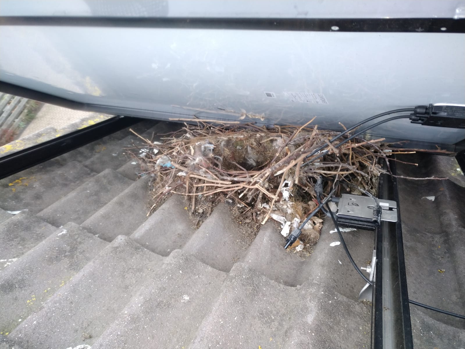 Birds nesting under a solar panel